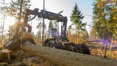 waldarbeiter waldarbeiter